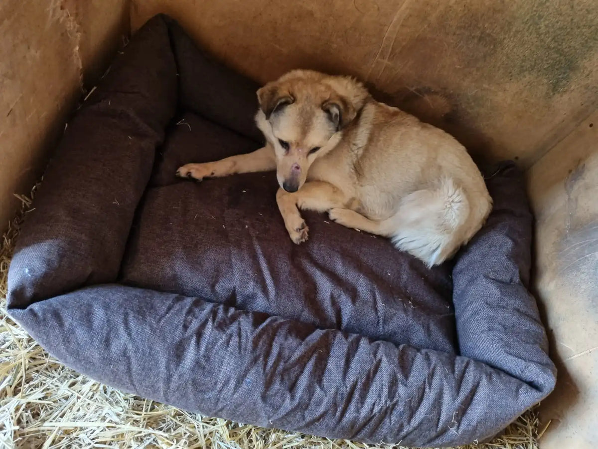 Real Impact: Helping Dogs in Need, One Visit at a Time