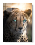 Blue Eyed Cheetah