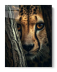 Cheetah Hiding