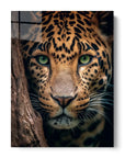 Hiding Leopard
