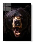 American Black Bear Black Portrait