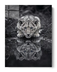 Black And White Lion Cub