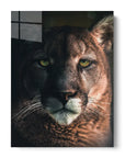Bobcat