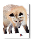 Bullfinch Fox