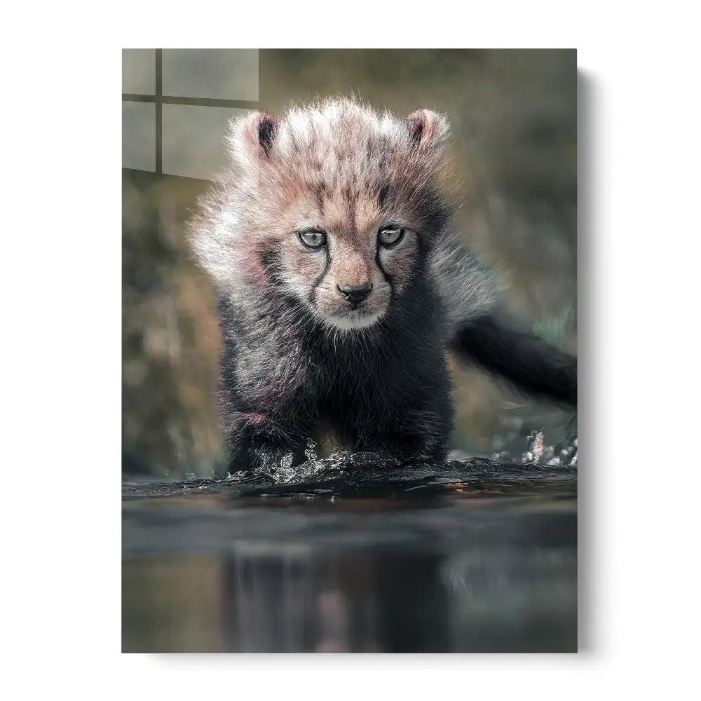 Cheetah Cub Water