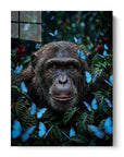 Chimp Butterflies