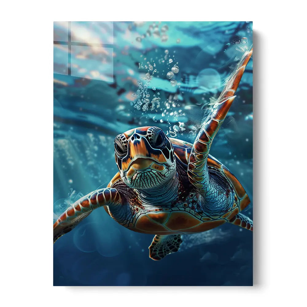 Clear Turtle