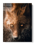 Fox Eyes