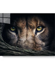 Lion Hiding Horizontal
