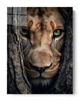 Lioness Hiding