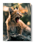 Lynx Cub Butterfly