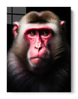 Macaque Black Portrait