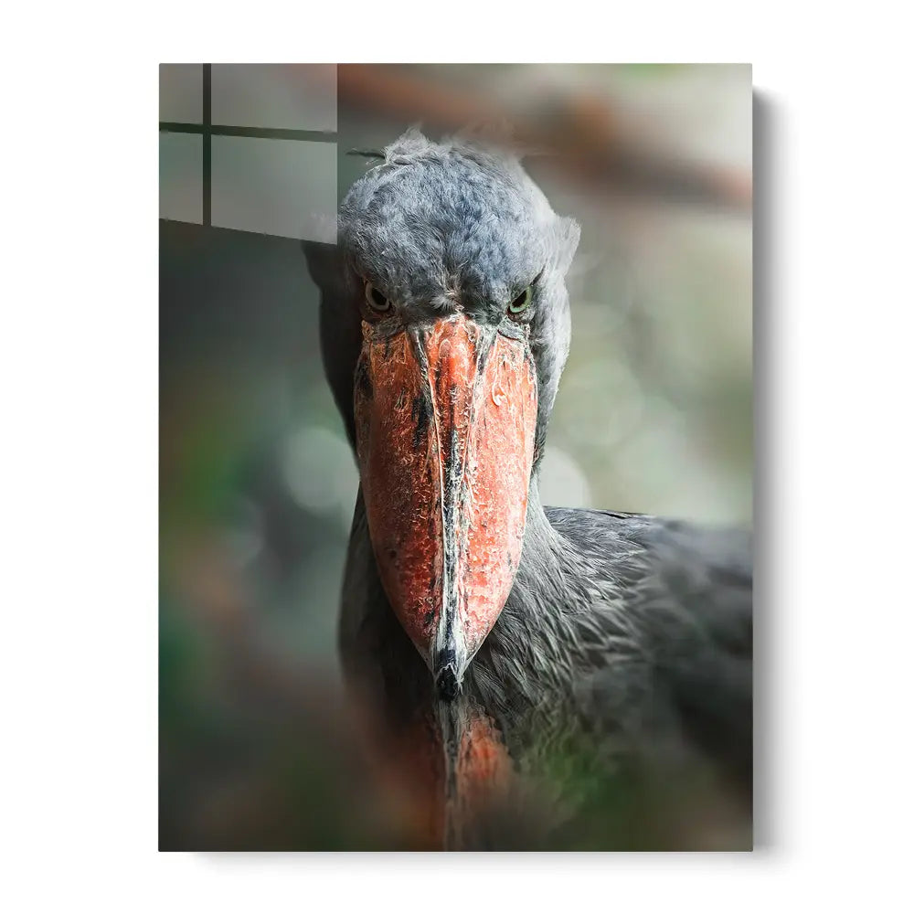 Shoebill