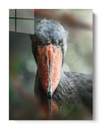 Shoebill