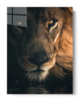 Stare Lion