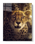 Sunset Cheetah