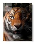 Tiger Portrait