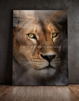 Lioness Focus