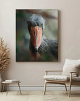 Shoebill