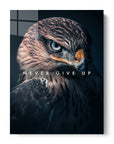 Hawk Never Give Up