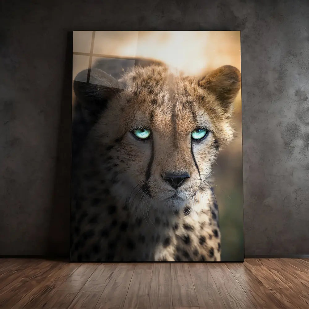 Blue Eyed Cheetah