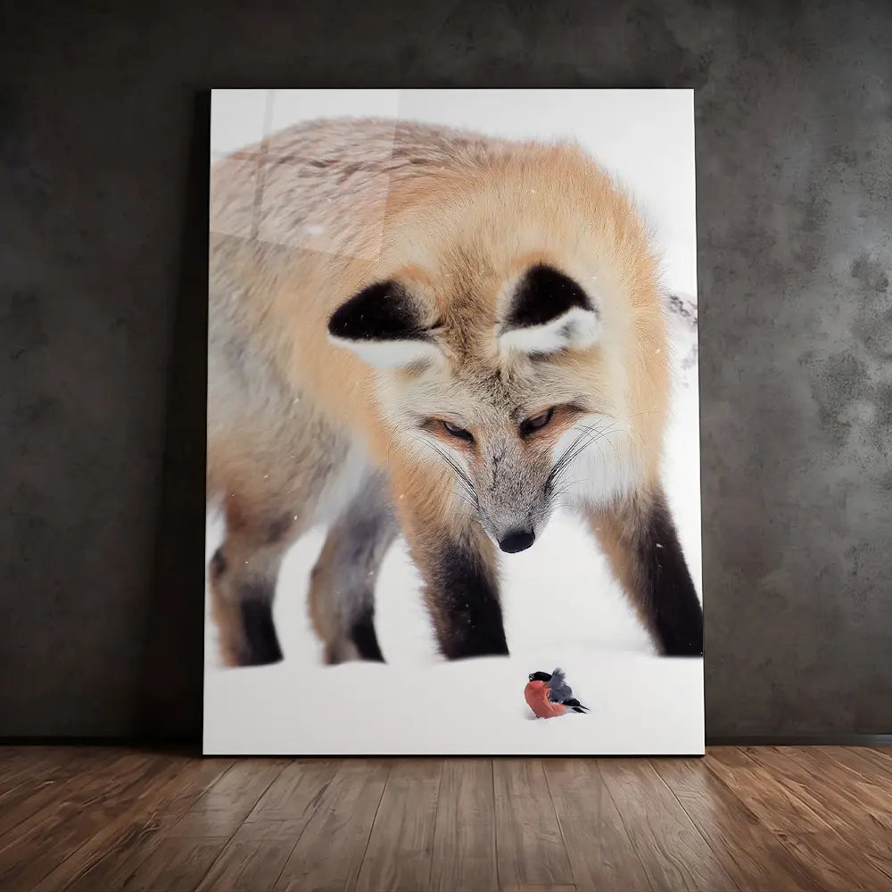Bullfinch Fox