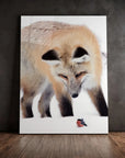 Bullfinch Fox