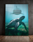 Shark Turtle