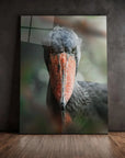 Shoebill
