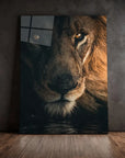 Stare Lion