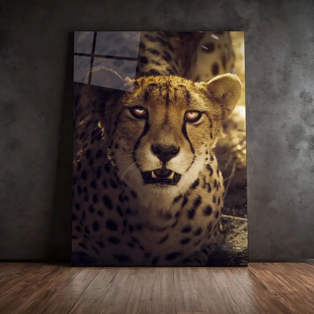 Sunset Cheetah