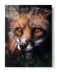 Fox In The Dark