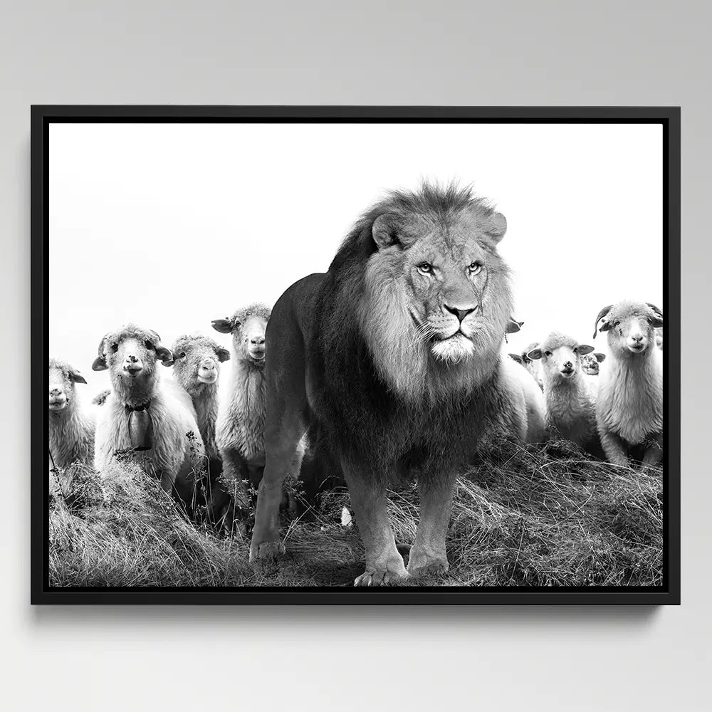 Lion Sheeps