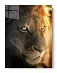 Golden Hour Lion