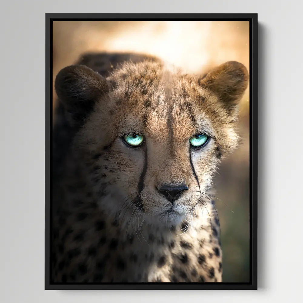 Blue Eyed Cheetah
