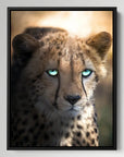 Blue Eyed Cheetah