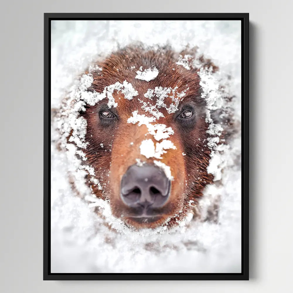 Hiding Bear