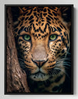 Hiding Leopard