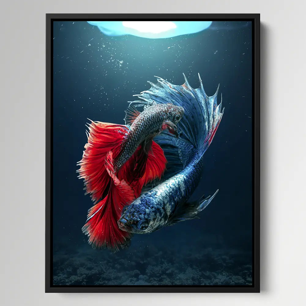 Betta Jellyfish
