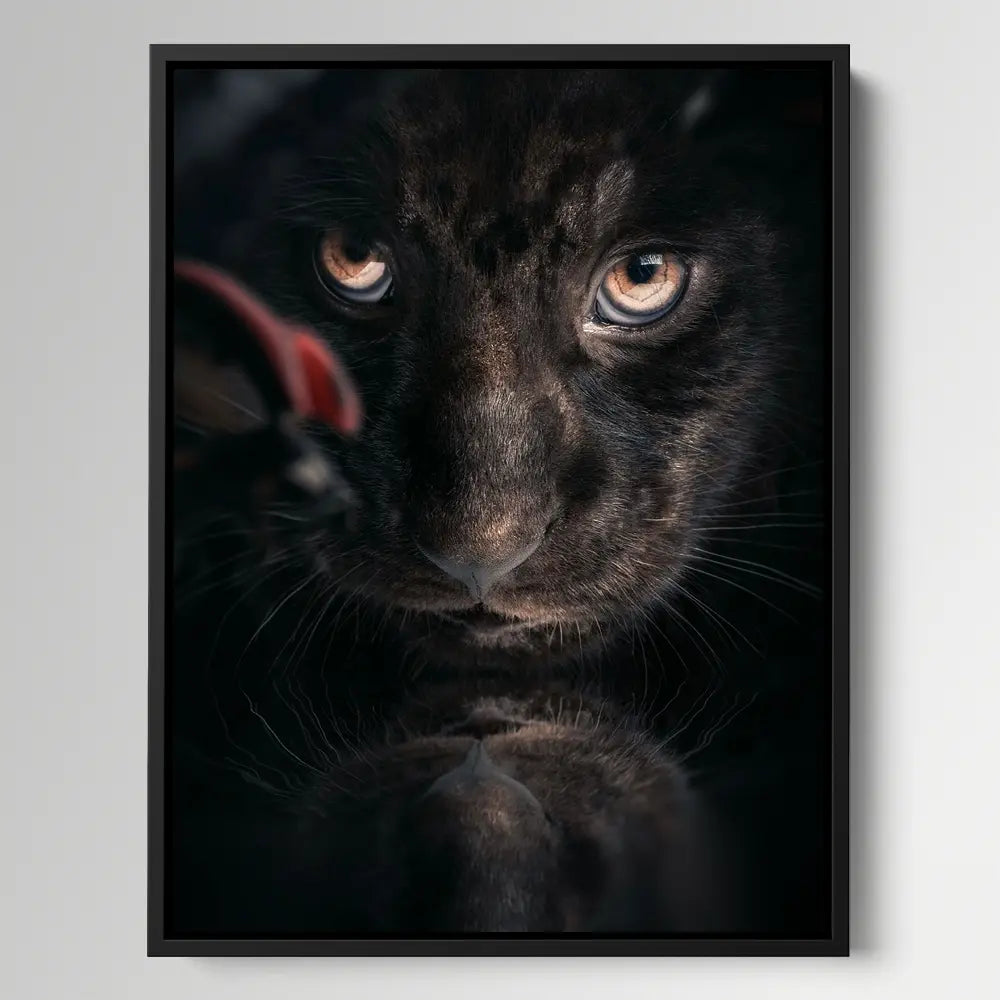 Black Jaguar Cub