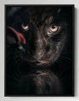 Black Jaguar Cub