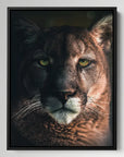 Bobcat