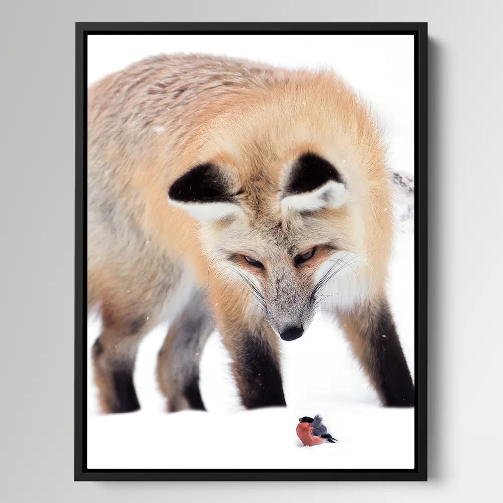 Bullfinch Fox