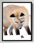 Bullfinch Fox