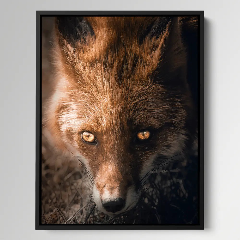 Fox Eyes