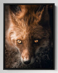 Fox Eyes