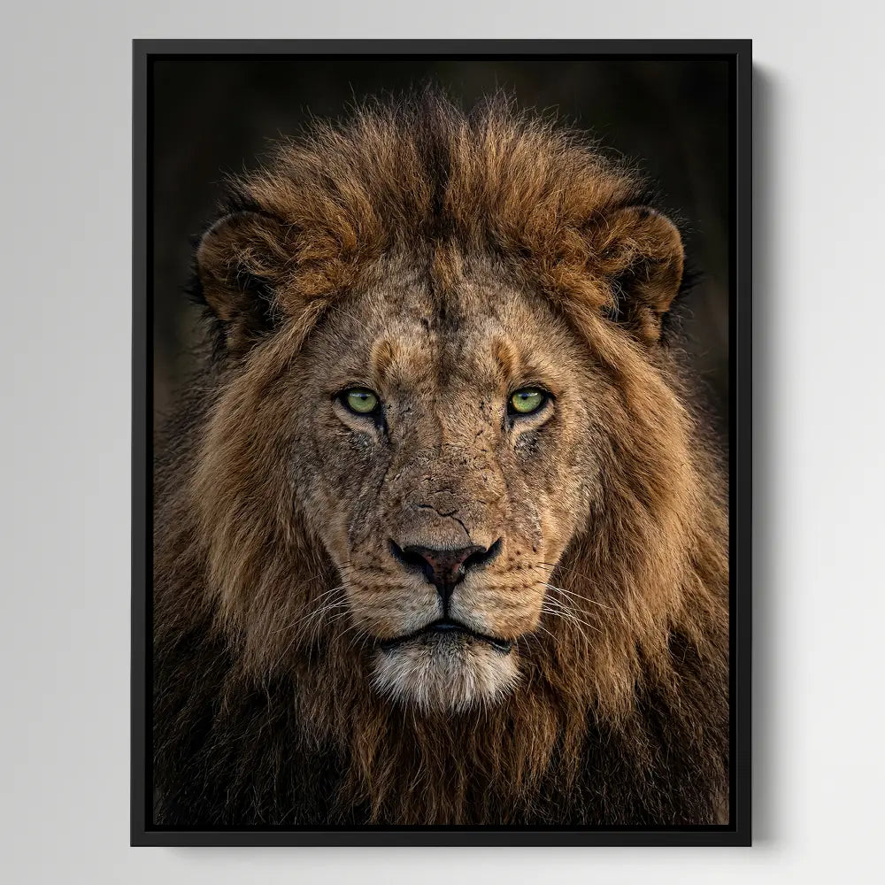 Lion Green Eyes