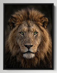 Lion Green Eyes