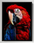 Scarlet Macaw Parrot Black Portrait