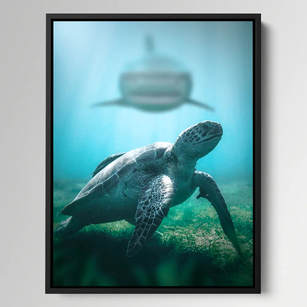 Shark Turtle